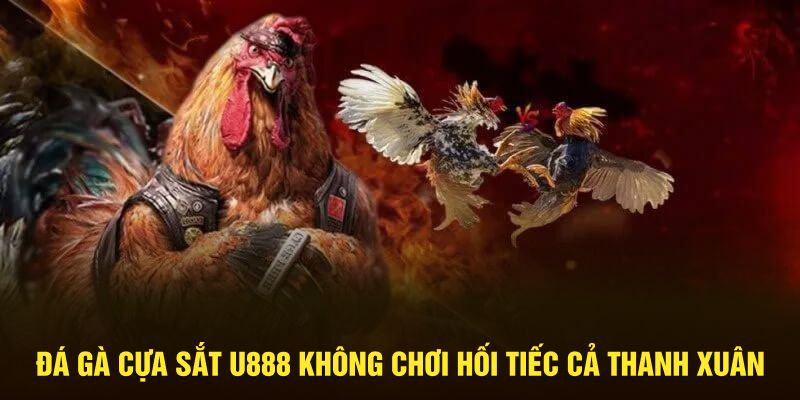 Đá gà cựa sắt tại nhà cái U888