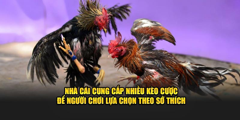 Nhà cái cung cấp nhiều kèo cược để người chơi lựa chọn 